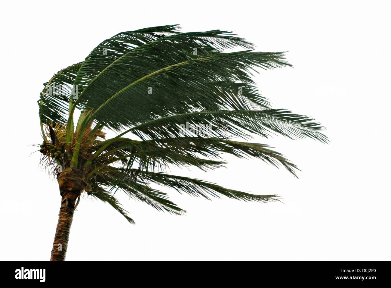 Eine Palme, unterstrichen von den Winden des Hurrikan Frances Stockfoto