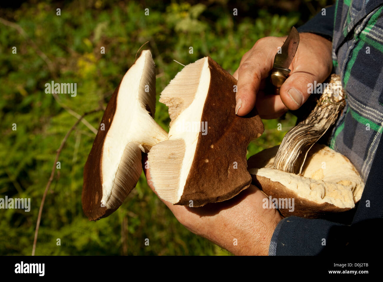 Pilzsammler mit großen Pilz in palm Stockfoto