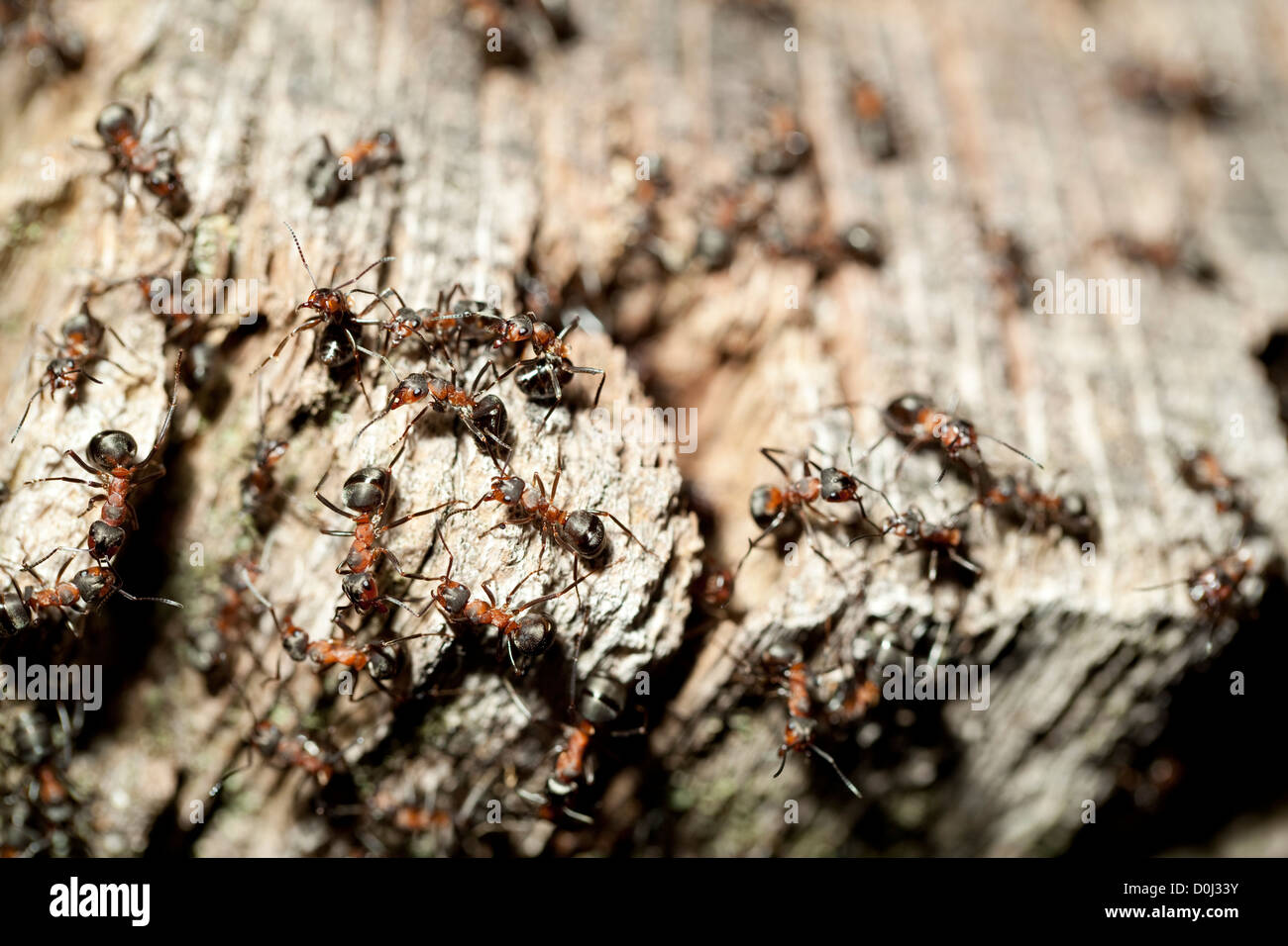 Gruppe rote Ameisen (Formica Rufa) im Ameisenhaufen Stockfoto