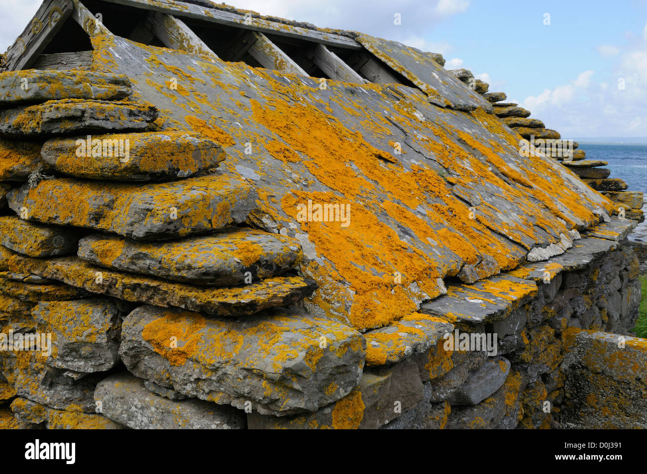 Split Steinplatten bedeckt in orangefarbenen Flechten als Dachziegel auf einer verfallenen Steinhütte verwendet.  Mainland, Orkney, Schottland, Großbritannien. Stockfoto