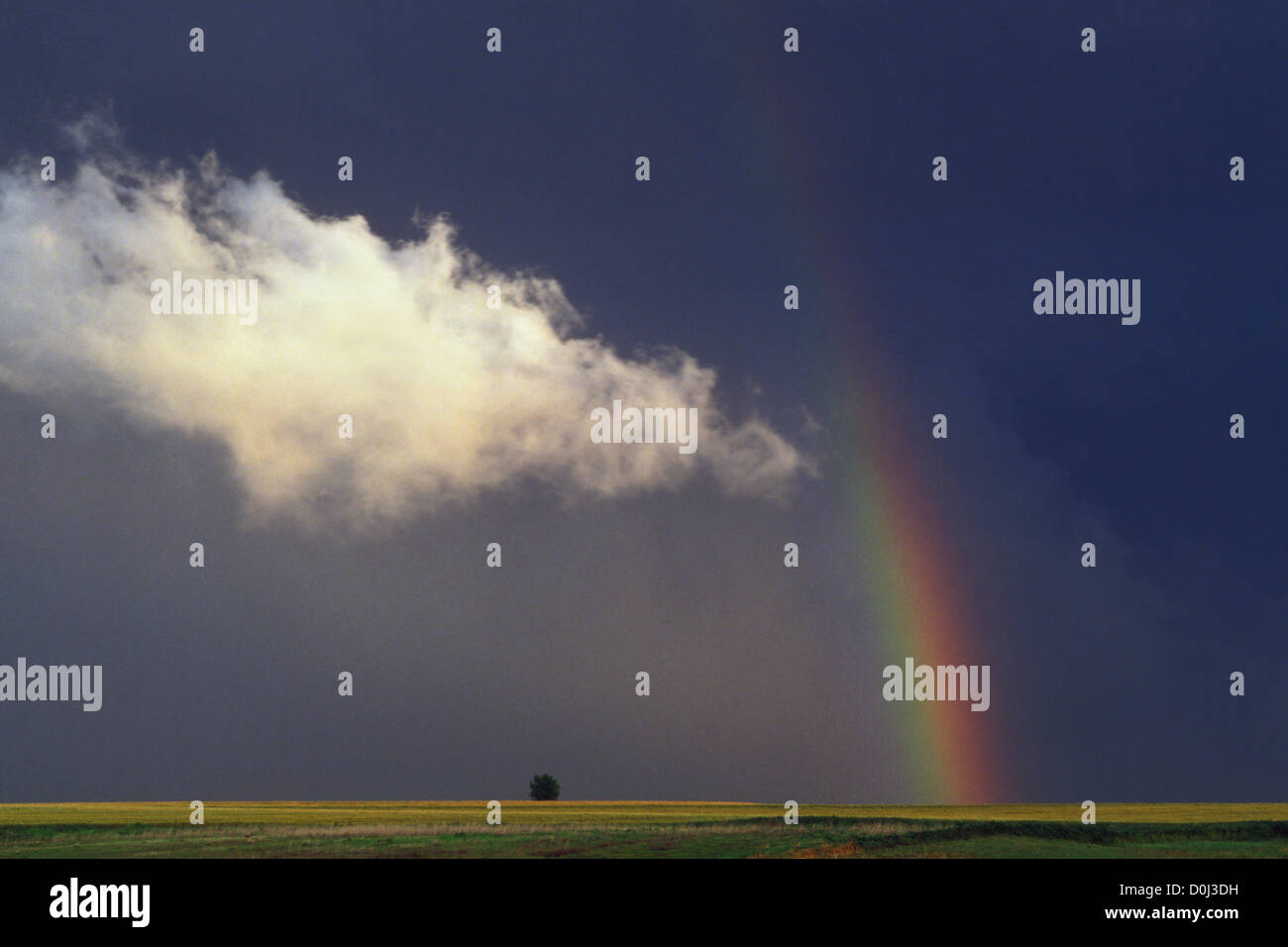 Schönheit inmitten der Zerstörung Stockfoto