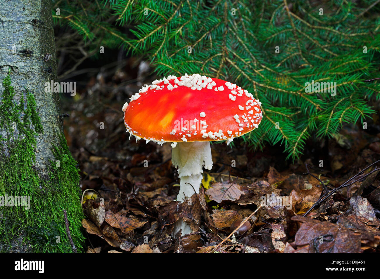 Fliegenpilz Pilz auf Waldboden. Stockfoto