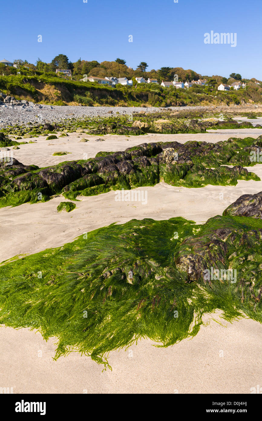 Coverack Strand, Lizard Halbinsel, Cornwall, England Stockfoto