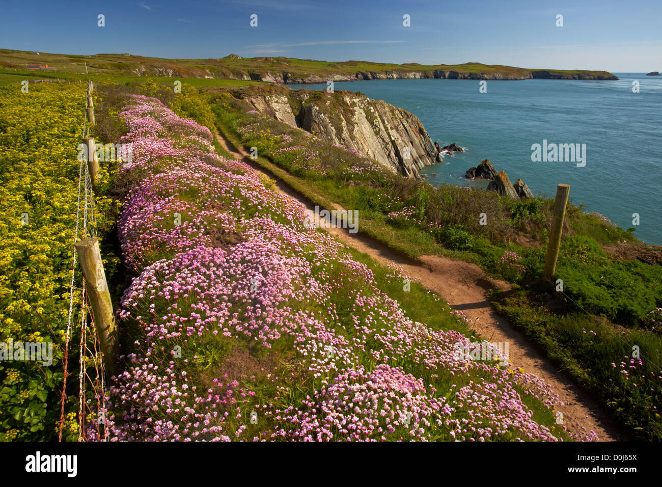 Sparsamkeit wächst entlang der Pembrokeshire Küste mit Blick auf Ramsey Sound in der Nähe von St Justinian. Stockfoto