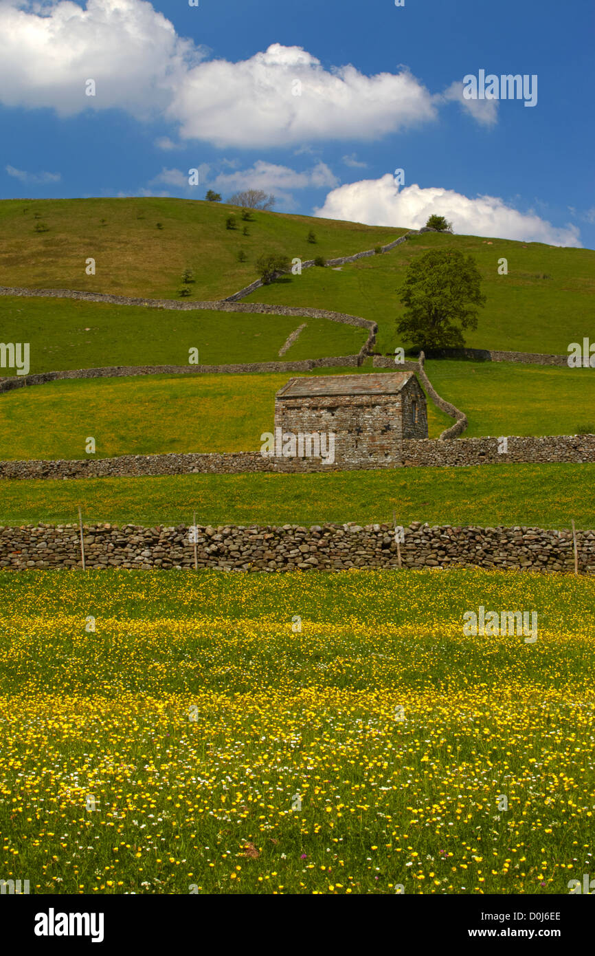 Eine steinerne Scheune und Trockensteinmauern in den Hahnenfuß Wiesen von Swaledale. Stockfoto