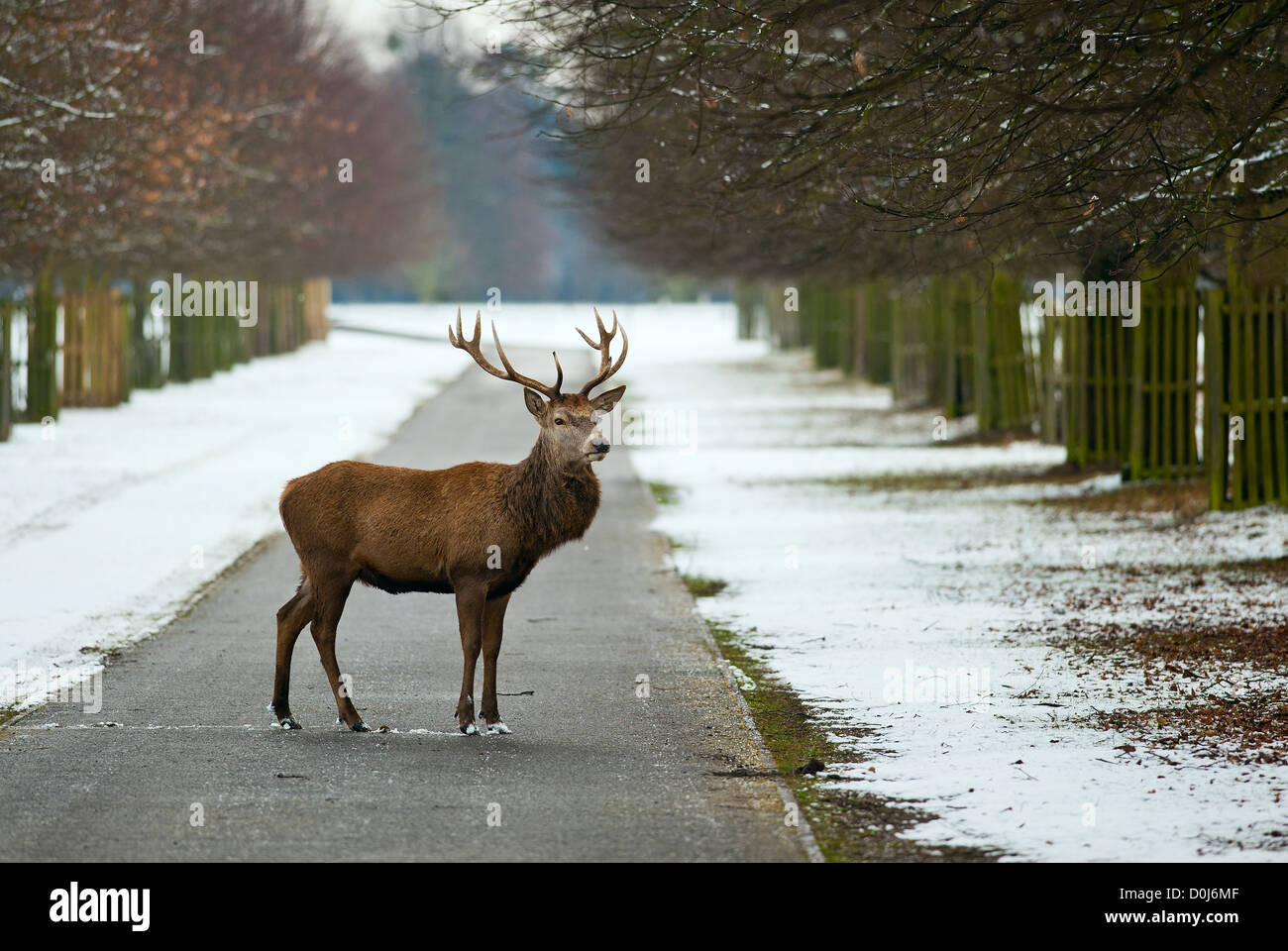 Ein Hirsch in Bushy Park in London. Stockfoto