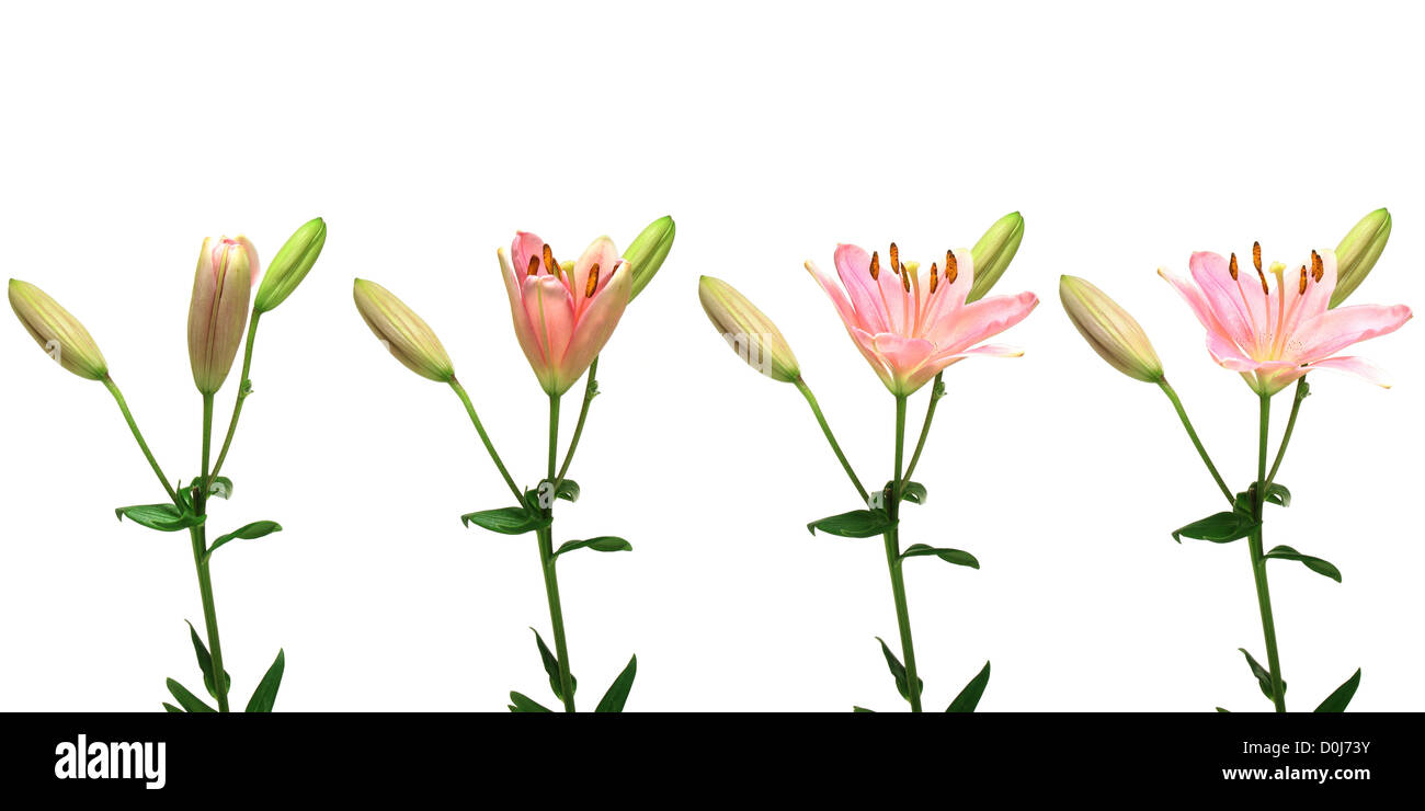 Zeitraffer-Serie von einer einzigen rosa Lilie-Öffnung. Stockfoto