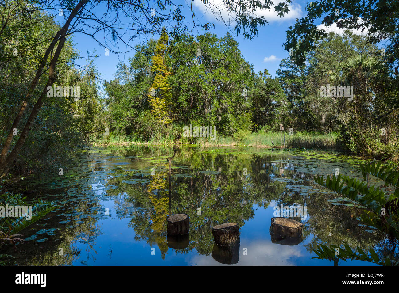 Fenster vom Teich, Bok Tower Gardens, Lake Wales, Polk County, Zentral-Florida, USA Stockfoto
