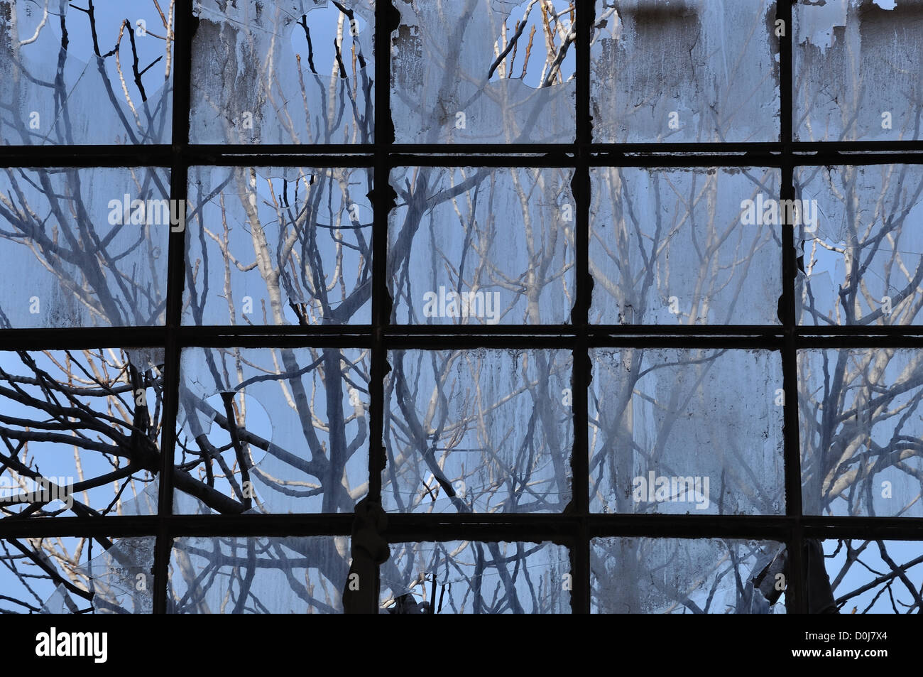 Äste und Fabrik Fenster. Zerbrochenes Glas abstrakten Hintergrund. Stockfoto