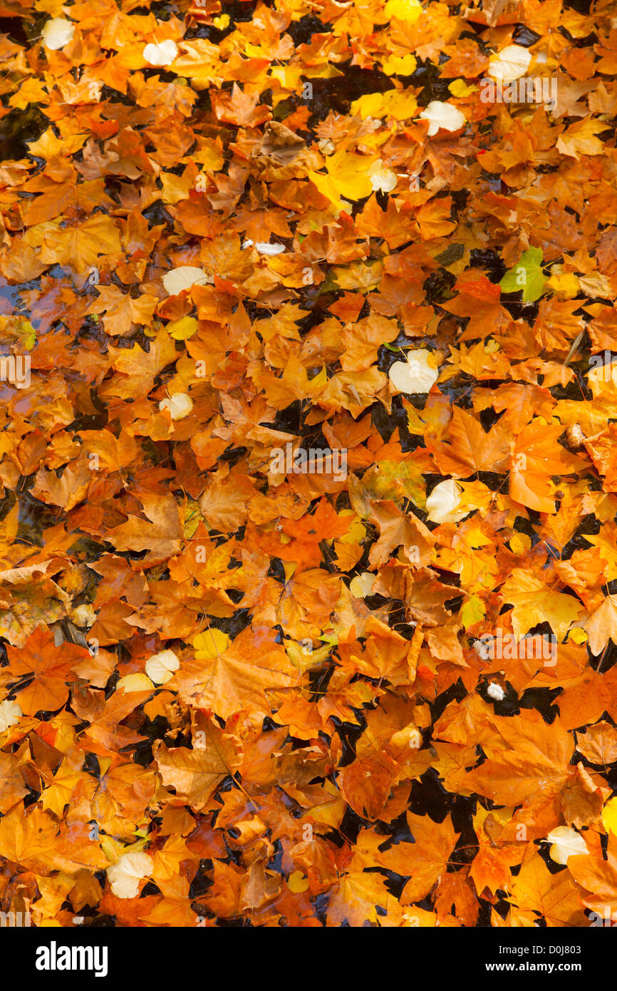 Herbstlaub im Medici-Brunnen zu bündeln, Jardin du Luxembourg, Paris Frankreich Stockfoto