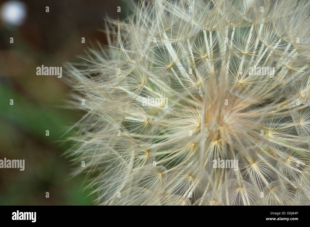 Löwenzahn-Pflanze Makro abstrakt Hintergrund. Selektiven Fokus. Stockfoto