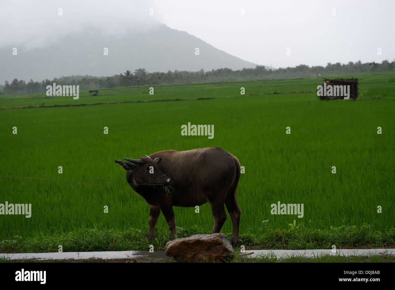 Ein Wasserbüffel Essen Rasen neben der Reisfelder in Sanya, Provinz Hainan, China. 11. August 2008 Stockfoto