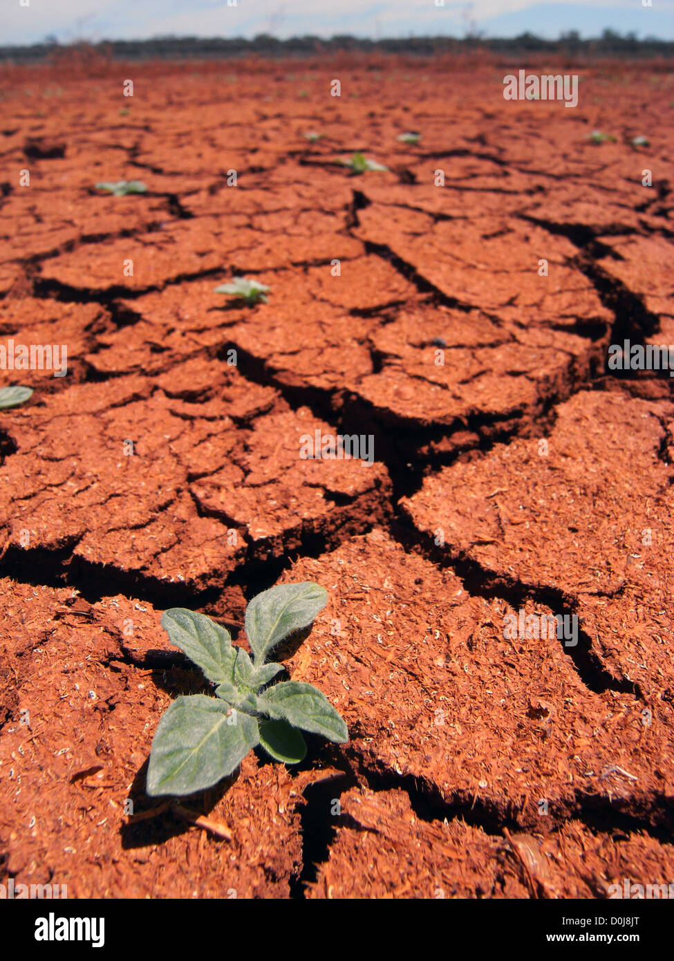 Keimlinge sprießen im trockenen Flussbett, Rowles Lagune, Credo-Station, Western Australia Stockfoto