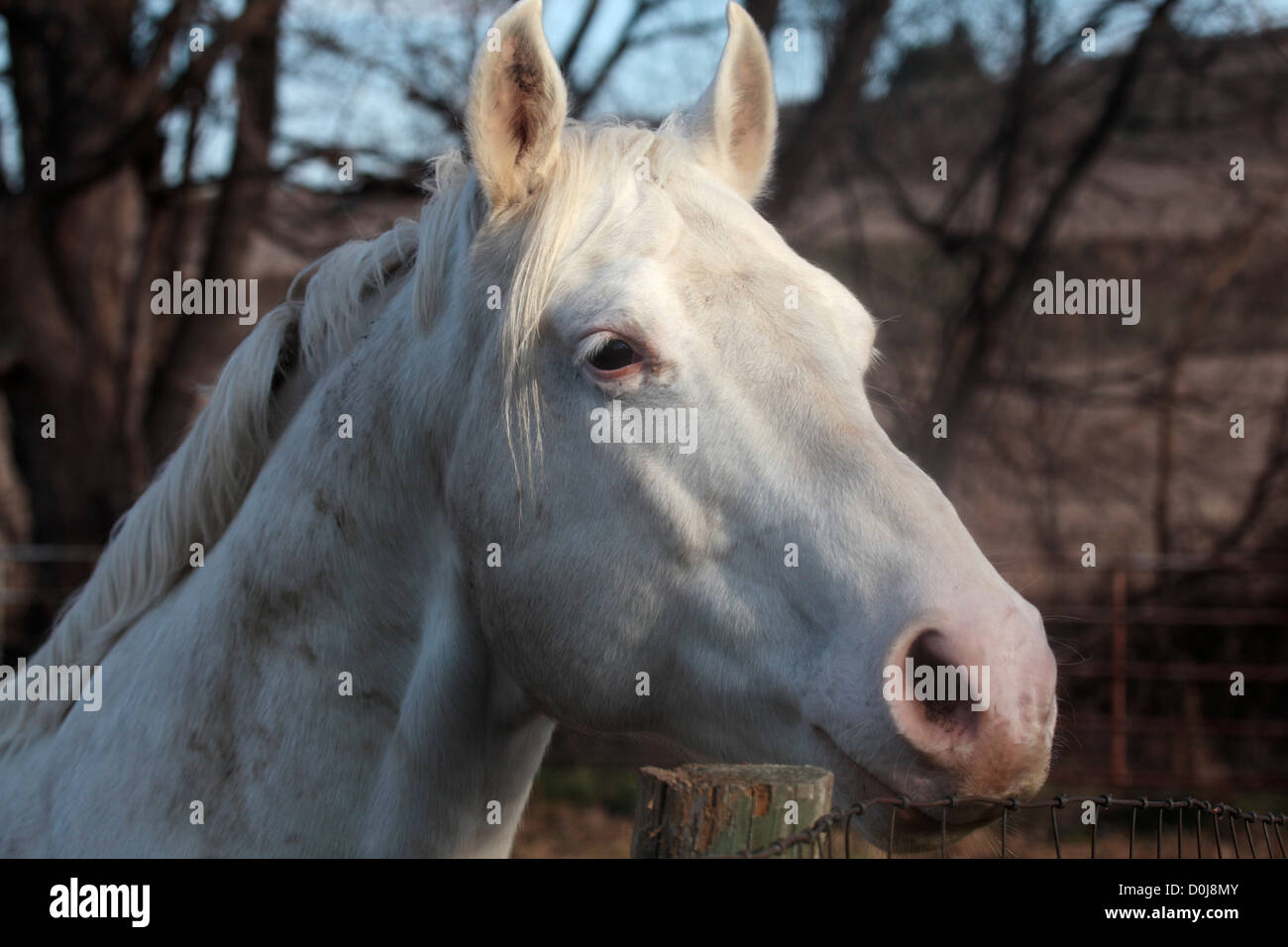 Weißes Pferd. Stockfoto