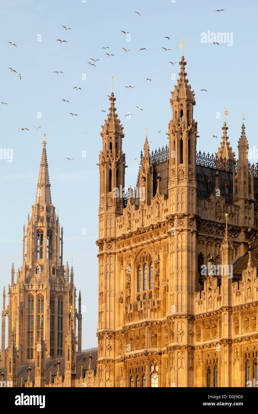 Herde von Möwen über dem Palace of Westminster an einem frühen Frühlingsmorgen. Stockfoto