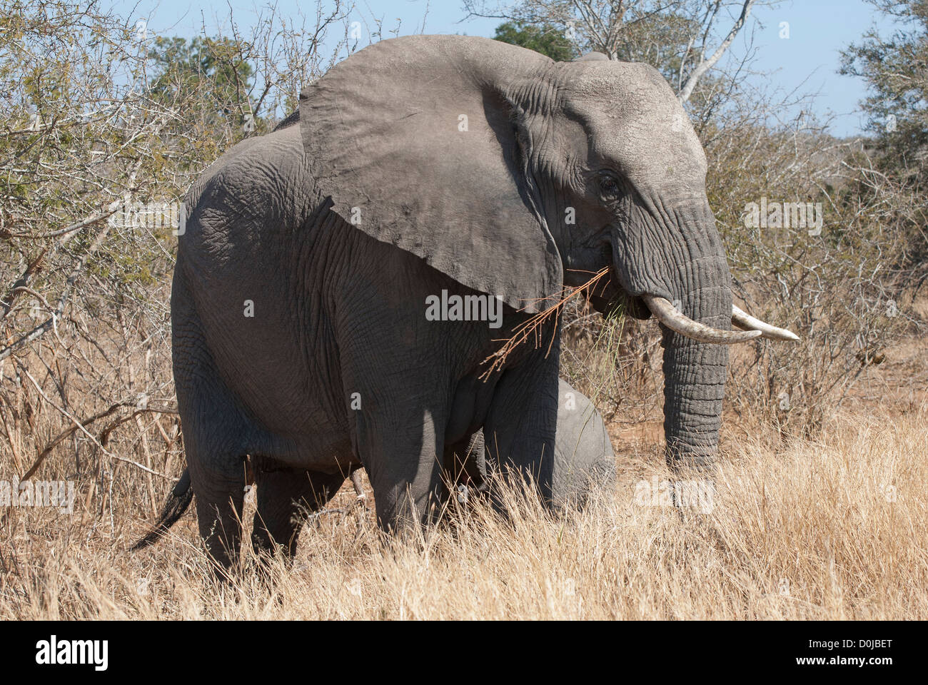 Elefantenmutter mit Stoßzähnen und mit Jugendlichen, Kruger-Nationalpark, Südafrika Stockfoto