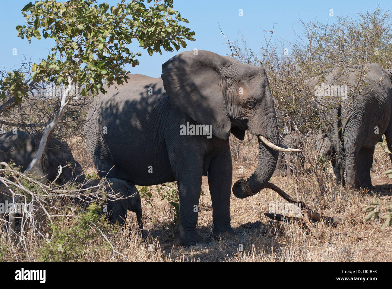 Elefantenmutter mit Stoßzähnen und Jungen im Kruger-Nationalpark, Südafrika Stockfoto