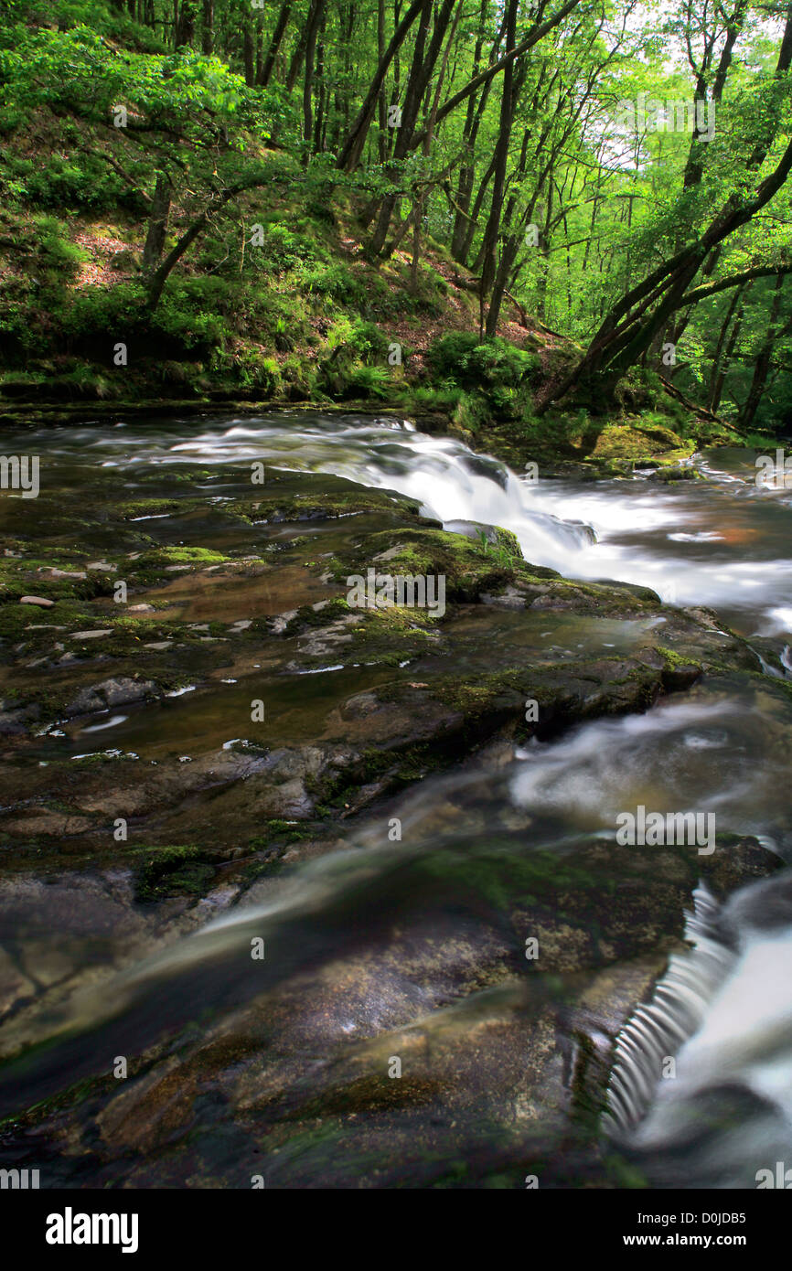 Die Nedd Fechan Wasserfälle stürzen durch einen steilen einseitige Baum gesäumten Schlucht. Stockfoto