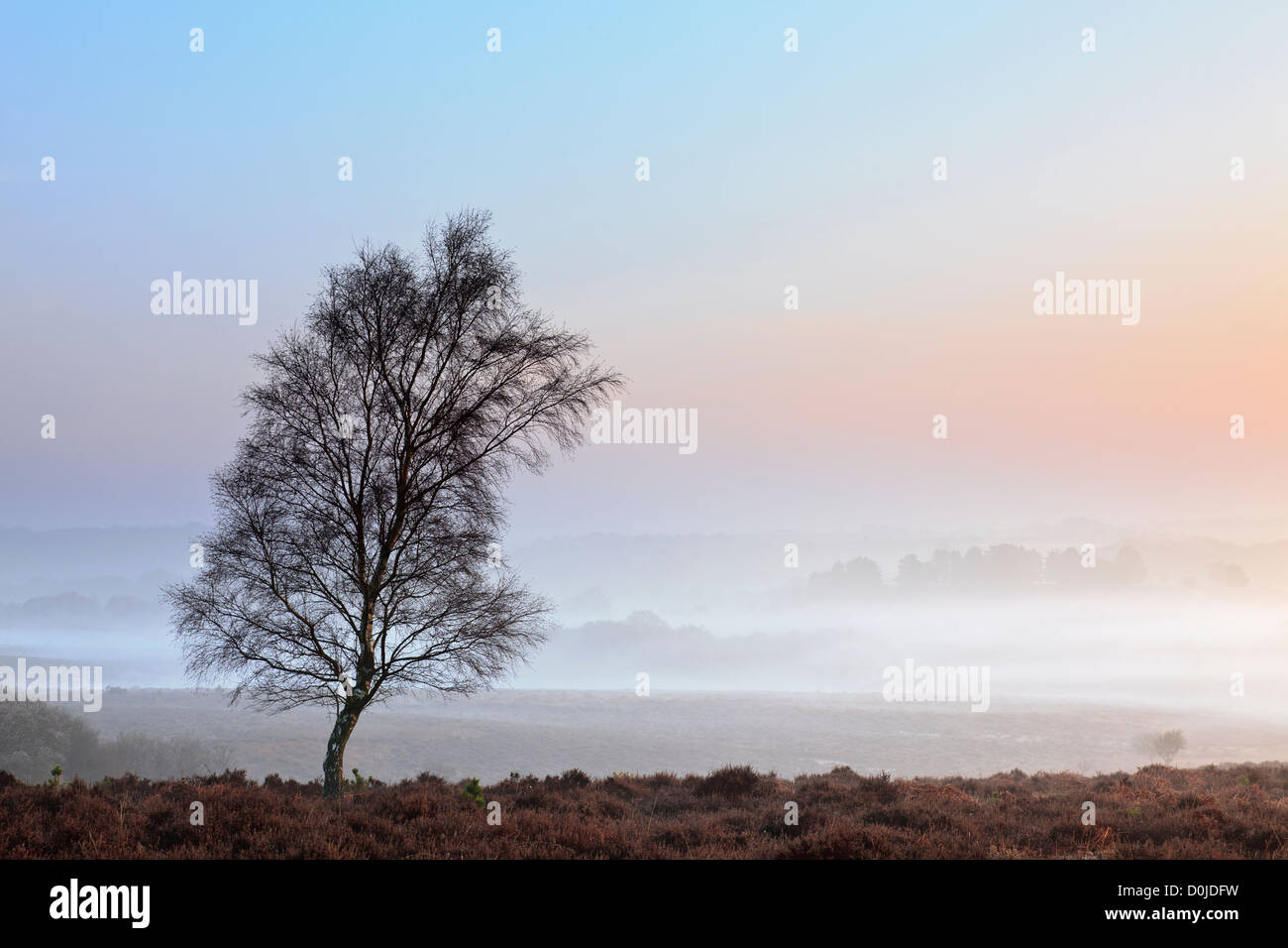 Ein einsamer Baum am Mogshade-Hügel im New Forest. Stockfoto