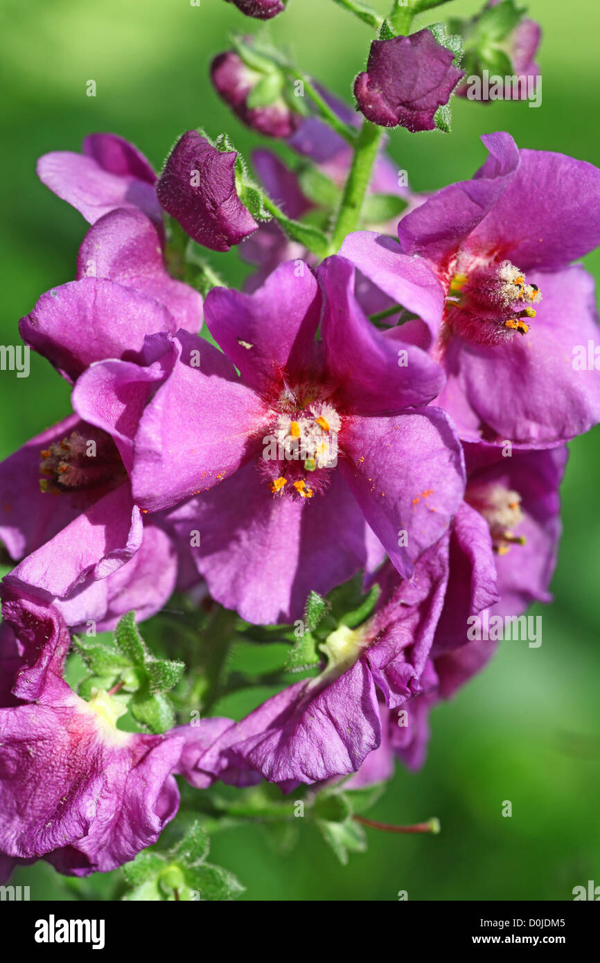 Eine Nahaufnahme der lila Malve Blume, England, Großbritannien Stockfoto