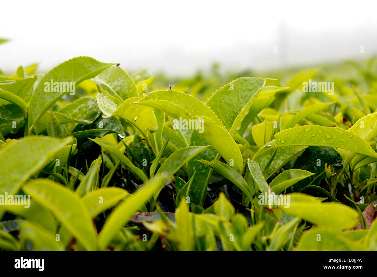 Teegarten, Munnar, Kerala Stockfoto