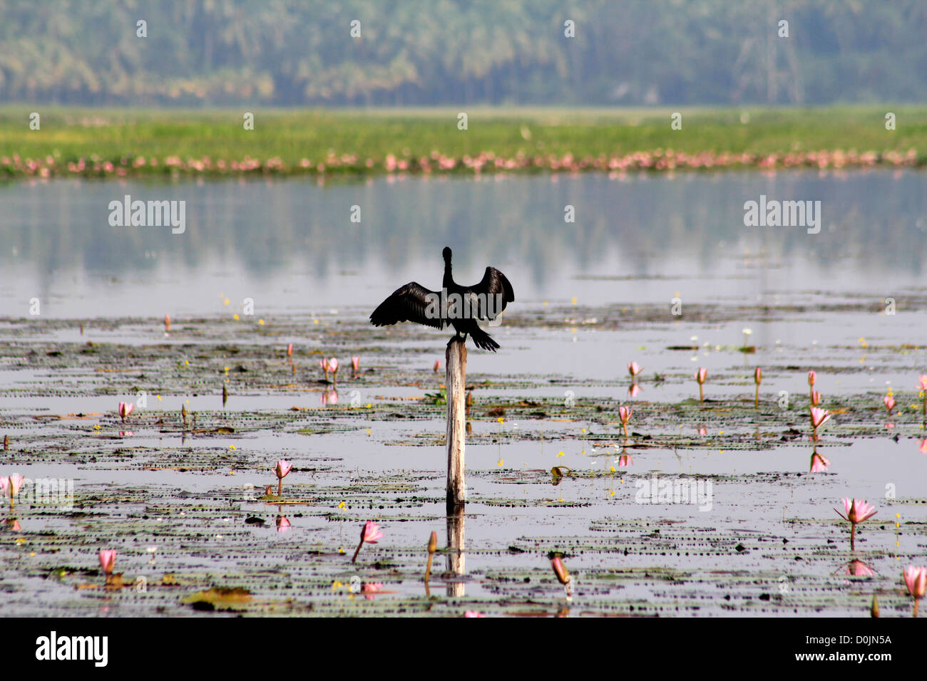 Ein Kormoran Trocknung seine Flügel an den Machlandes in Malapuram, Kerala, Indien Stockfoto