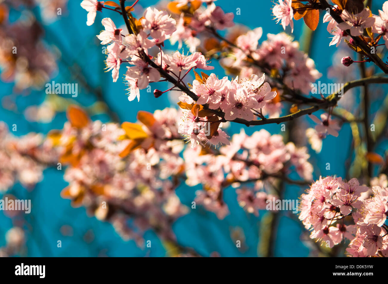 Blüten auf einem Baum im Park der Lamas. Stockfoto