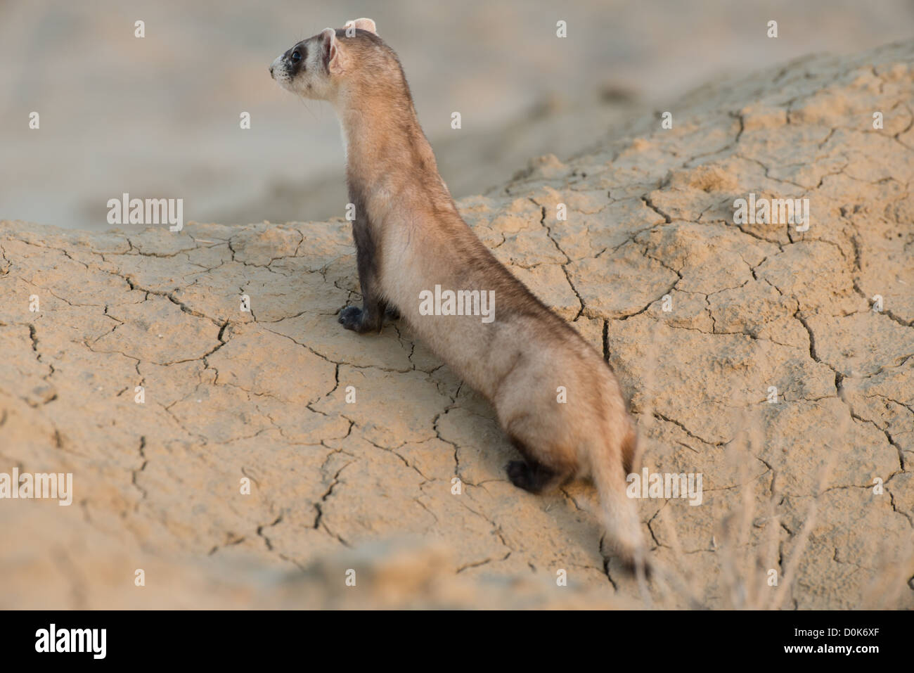 Stock Foto von ein wild vom Aussterben bedrohte schwarze – füßiges Frettchen. Stockfoto