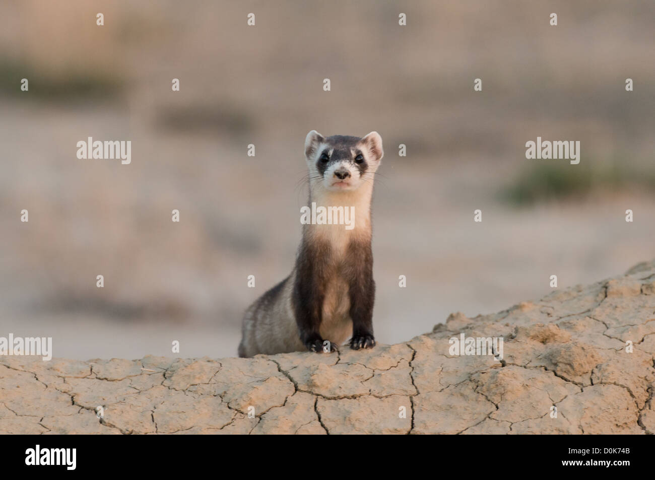 Stock Foto von ein wild vom Aussterben bedrohte schwarze – füßiges Frettchen. Stockfoto