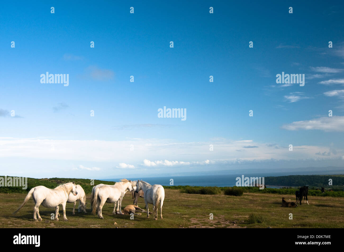 Wilde Pferde auf einer Klippe Walisisch. Stockfoto
