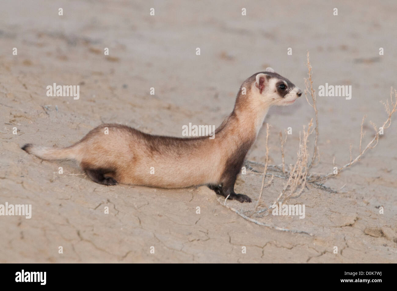 Stock Foto von ein wild vom Aussterben bedrohte schwarze – füßiges Frettchen. Stockfoto