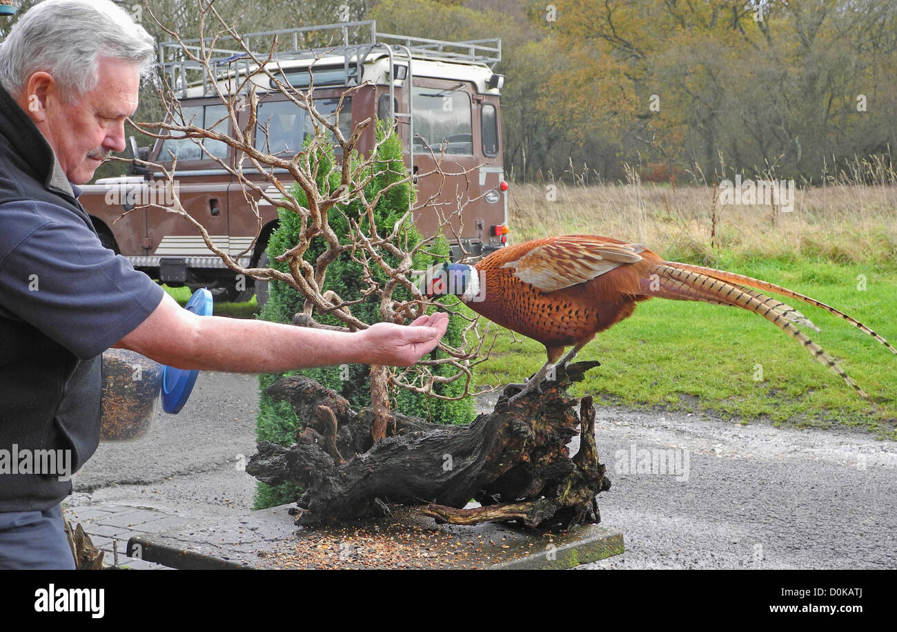 Close-up Bilder sind weniger ein Problem, wenn Sie das Vertrauen deiner Untertanen haben-Sussex Naturfotograf David Cole (71) regelmäßig füttert Wildvögel um seine Landschaft Haus und bemerkte, dass einer bestimmten wilden Fasan mehr immer wurde zähmen - so viel, so dass er Samen aus Davids Hand nehmen würde. Der Lohn war dieser bunte Schuss! Stockfoto