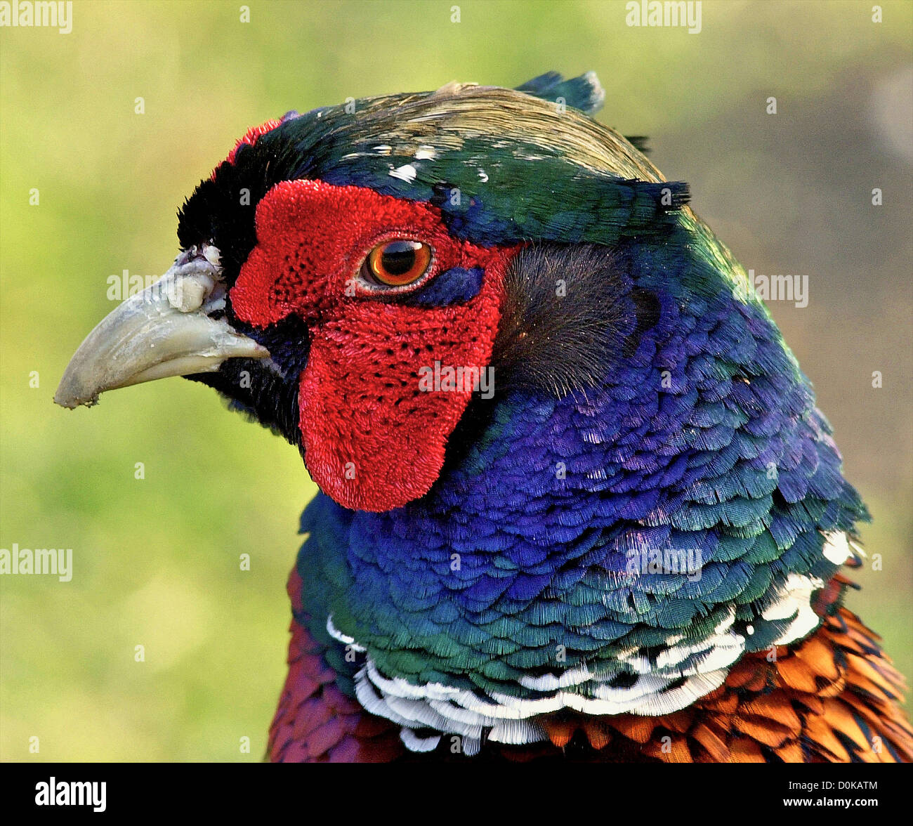 Close-up Bilder sind weniger ein Problem, wenn Sie das Vertrauen deiner Untertanen haben-Sussex Naturfotograf David Cole (71) regelmäßig füttert Wildvögel um seine Landschaft Haus und bemerkte, dass einer bestimmten wilden Fasan mehr immer wurde zähmen - so viel, so dass er Samen aus Davids Hand nehmen würde. Der Lohn war dieser bunte Schuss! Stockfoto