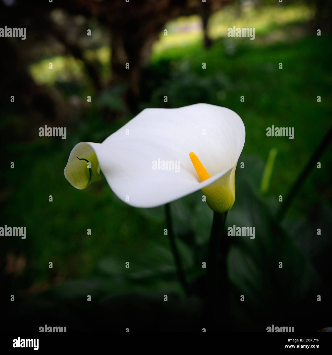 Gebürtig aus Südafrika, die Arum Lilie (Zantedeschia Aethiopica) ist ein großen ökologischen Schädling in Teilen Australiens. Stockfoto