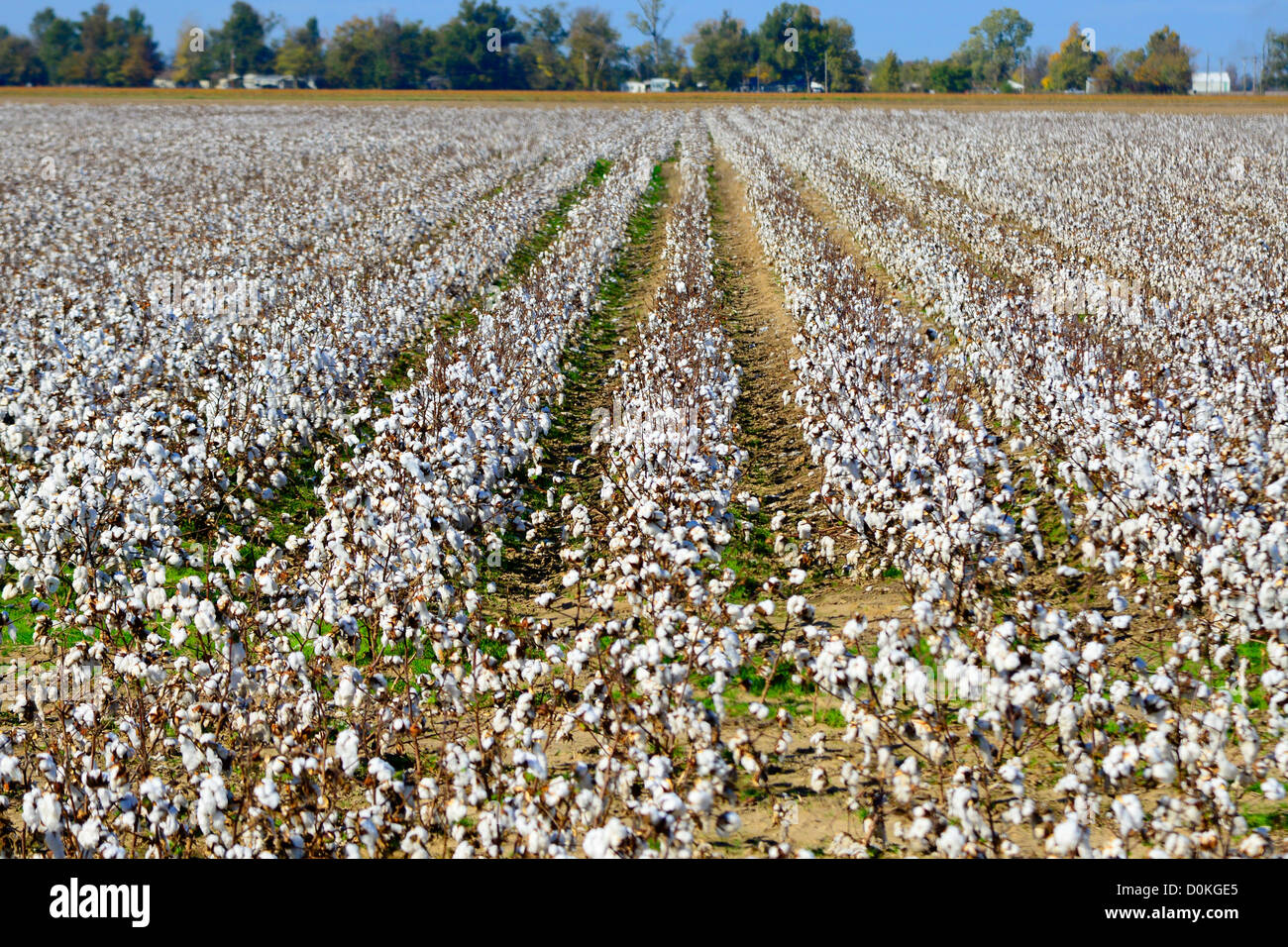 Baumwolle Feld bereit für die Ernte von Mississippi Stockfoto