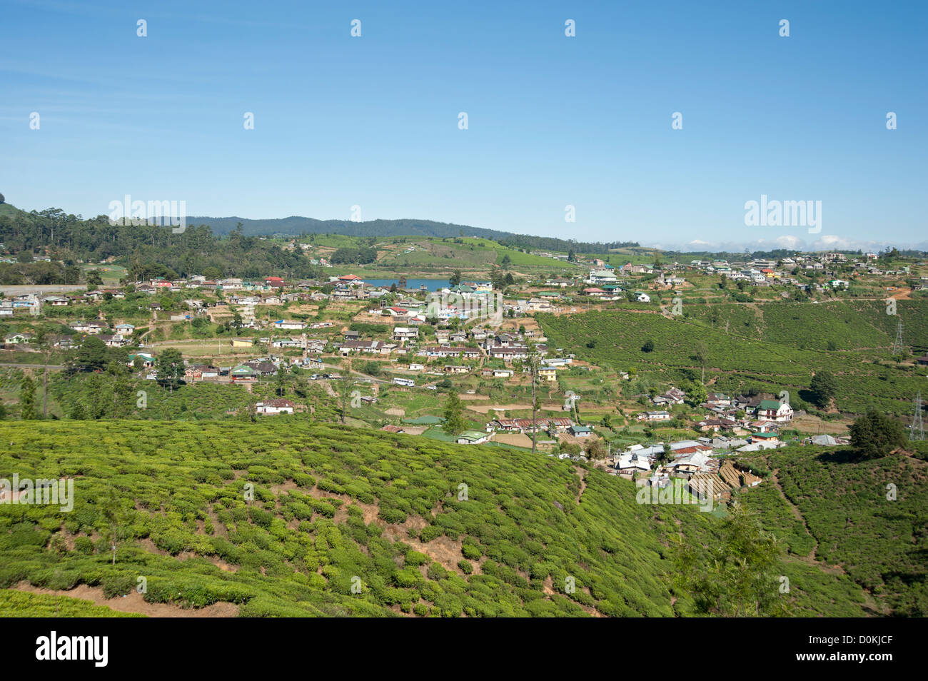 Teesträucher auf den Hügeln über Nuwara Eliya Sri Lanka Stockfoto