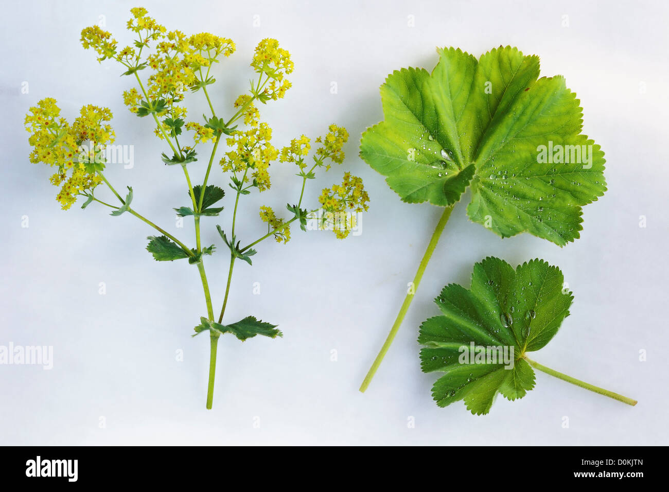 Blüten und Blätter der Damen Mantel (Alchemilla Mollis). Stockfoto