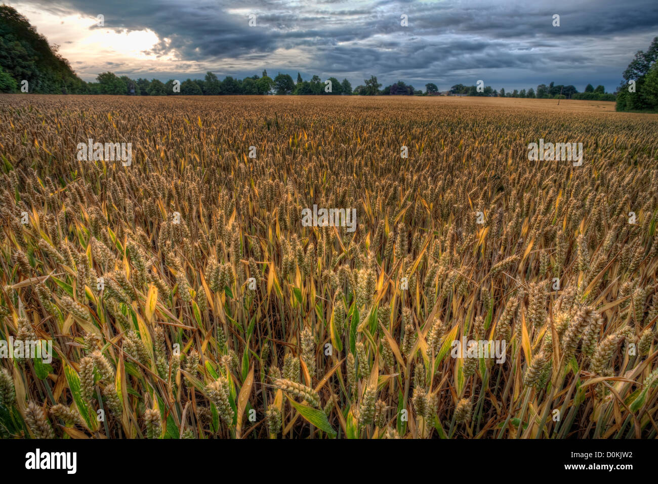 Ein Feld der Reife Weizen kurz vor der Ernte. Stockfoto