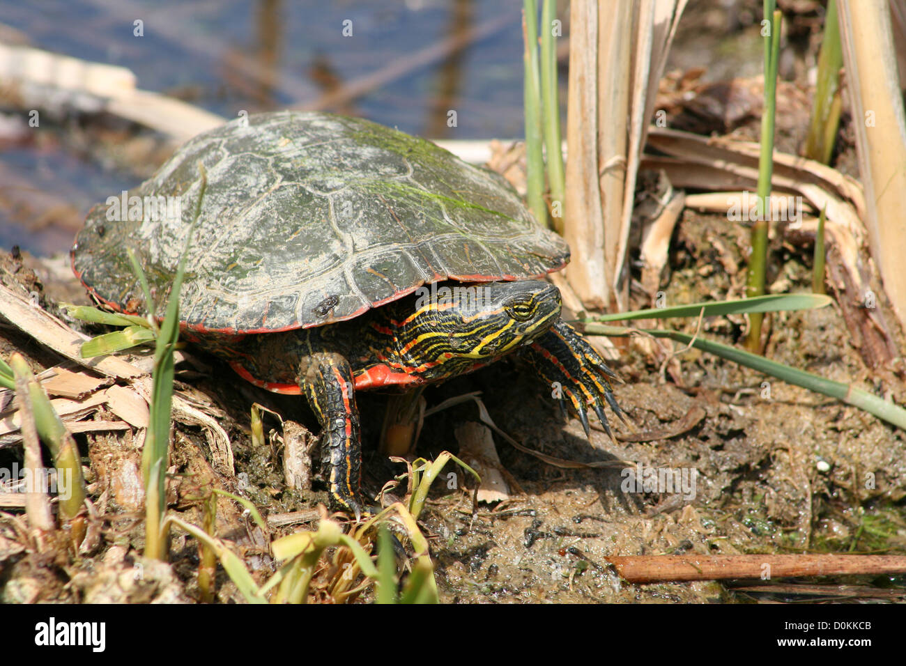 Ein Western gemalt Schildkröten stehen im Schlamm und Schilf neben einem Sumpf im Frühjahr in Winnipeg, Manitoba, Kanada Stockfoto