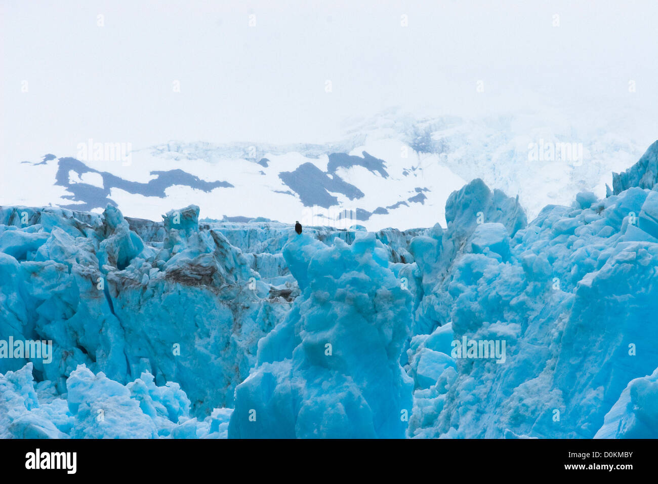 Weißkopf-Seeadler sitzen auf dem Überraschung Gletscher im Prince William Sound, Alaska. Stockfoto