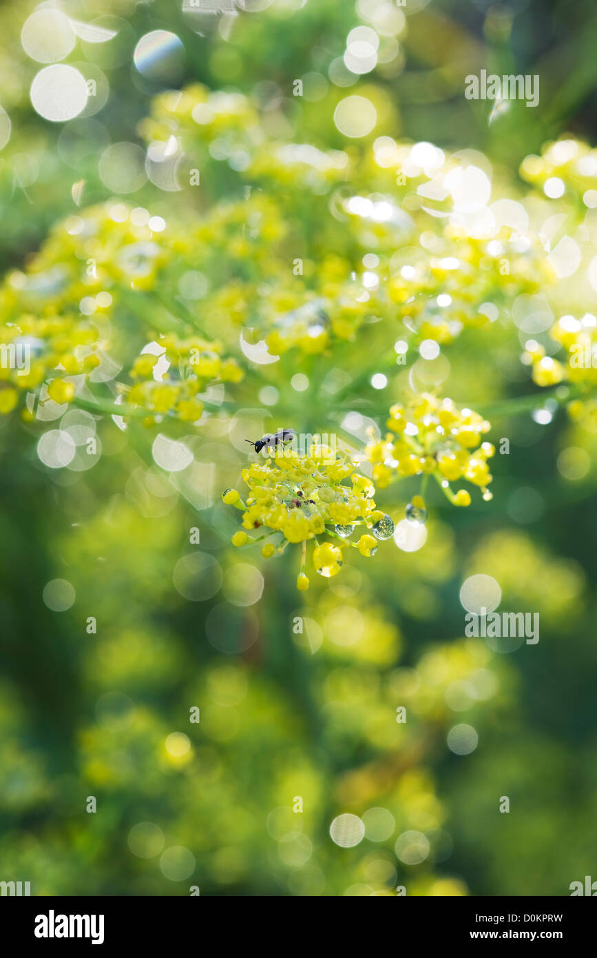 Fenchel-Blume nach Regen Stockfoto