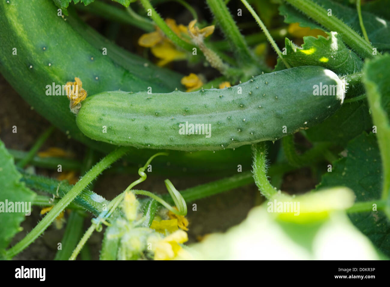 Gurken-Ernte im Garten Stockfoto