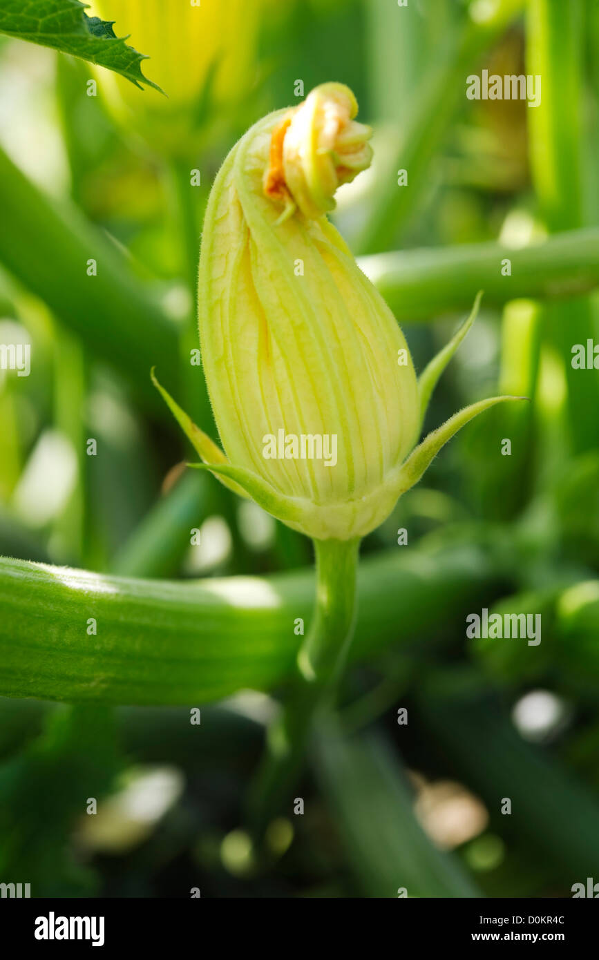 Zucchini Blume, Nahaufnahme Stockfoto