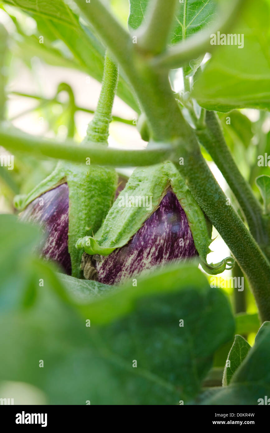 Pflanze Auberginen in eine Gemüse Garten, Nahaufnahme Stockfoto