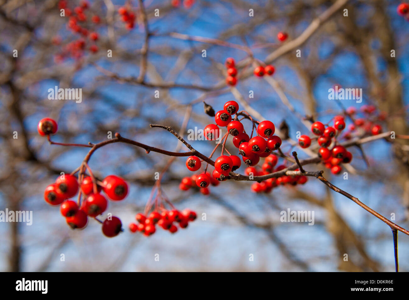 Beeren von Crataegus Weißdorn Baum im Winter. Stockfoto