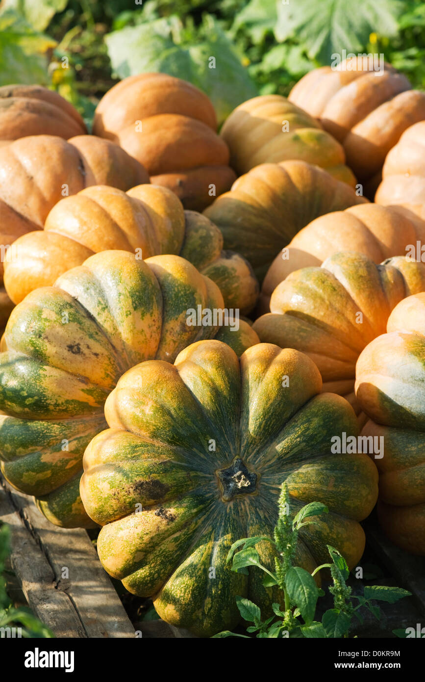 Kurbis Anbau Stockfoto Bild 52066496 Alamy