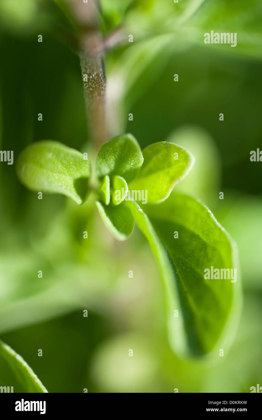 Herzhafte Erde Stockfoto