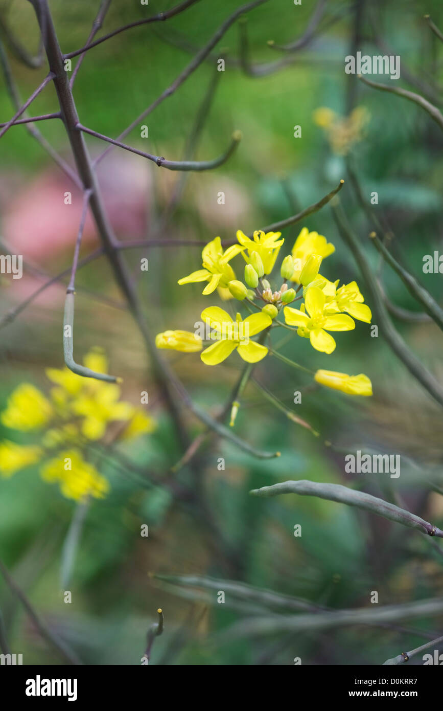 Senf Blumen china Stockfoto