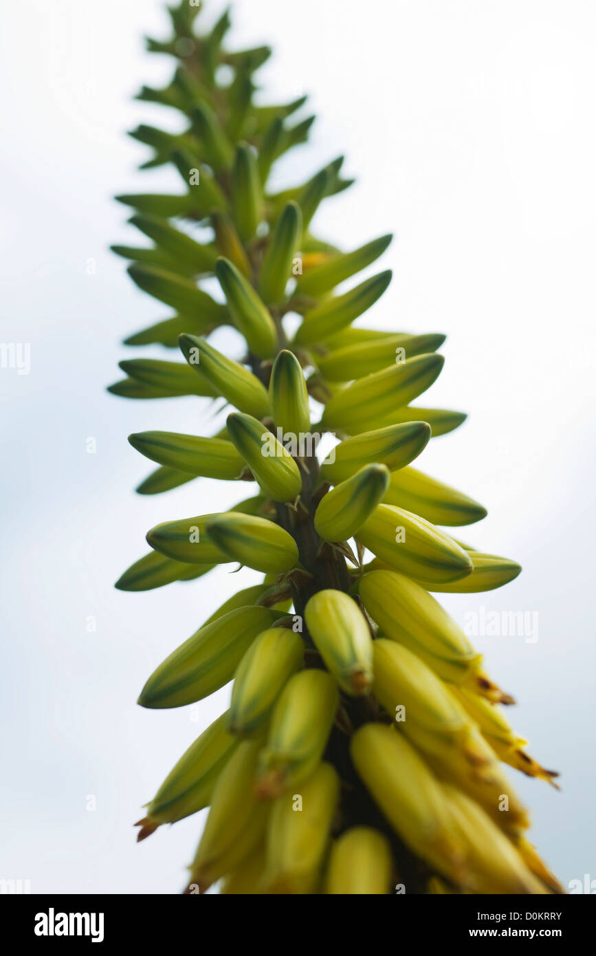 Blumen Aloevera Stockfoto
