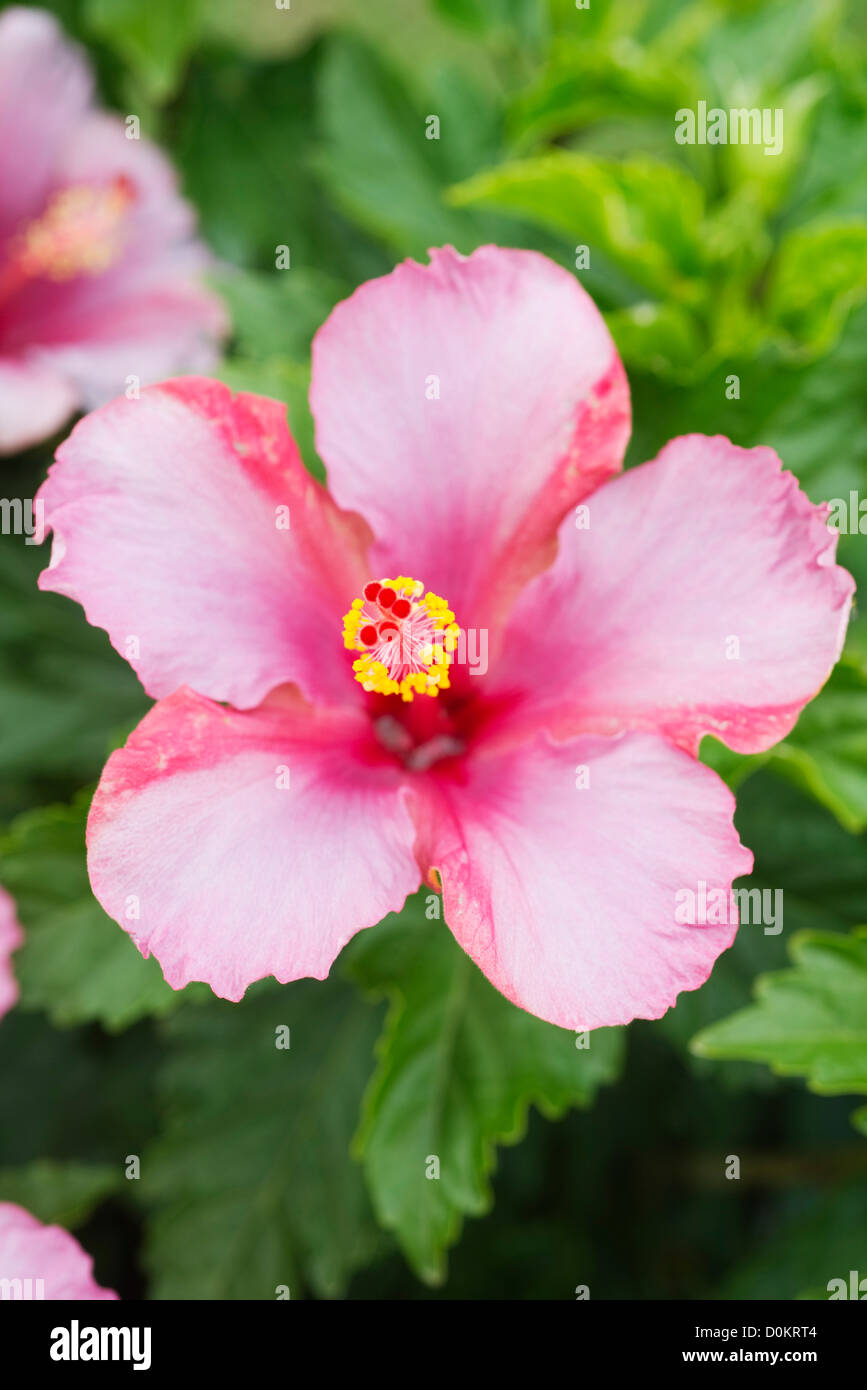 Hibiskus Blumen Stockfoto